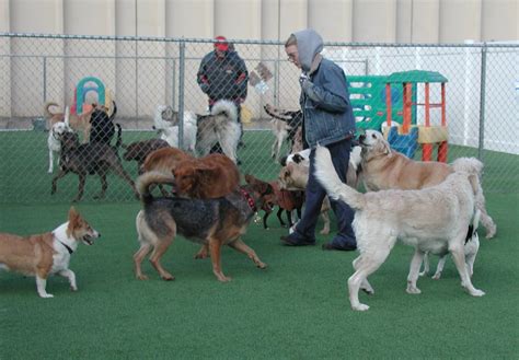Doggy day care denver. Things To Know About Doggy day care denver. 